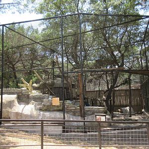 Bobcat Exhibit