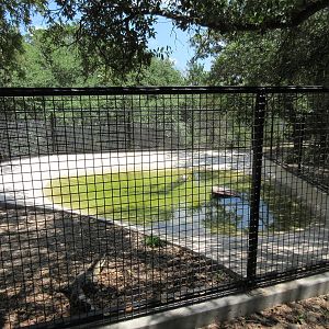 American Alligator Exhibit