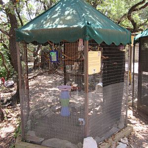 Black-Headed Caique Exhibit