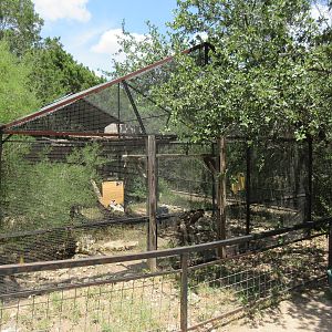 King Vulture/Coendou Exhibit