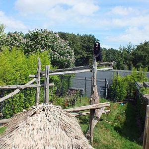 Sun Bear Enclosure with a Bear High Up