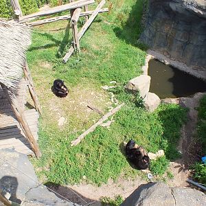 Sun Bears from Above