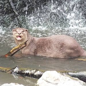 Smooth-coated Otter