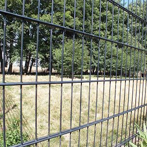 Maned Wolf Enclosure with Three Visible