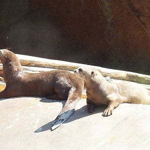 Giant Otters