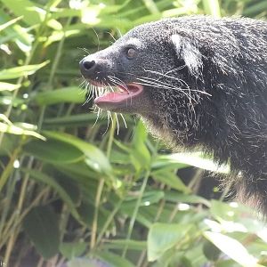 Palawan Binturong