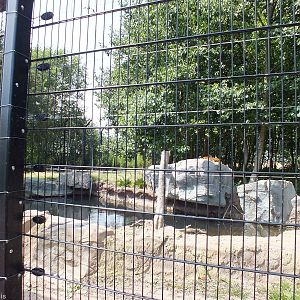 View into the Malayan Tiger Enclosure