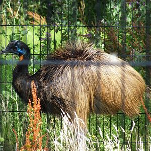 Single-wattled Cassowary