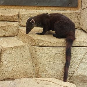 Ring-tailed Vontsira