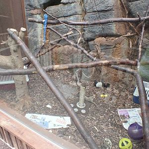 Enclosure with Rusty Spotted Cat Kitten