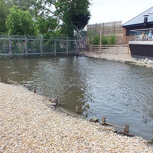 Carp Pond by the Entrance
