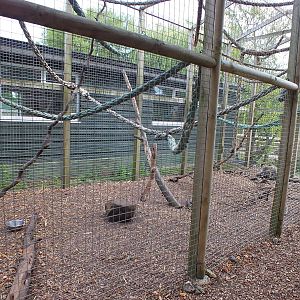 Vervet Enclosure