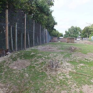 Paddock for Muntjac, Bennett's Wallaby and Pygmy Goats
