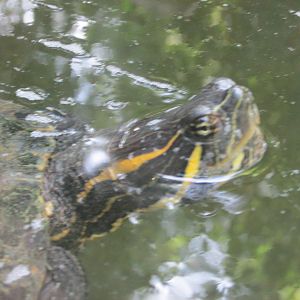 mesoamerican slider turtle africam safari