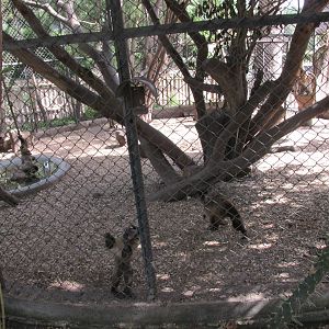 brown capuchin monkeys africam safari