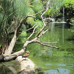 tree duck africam safari