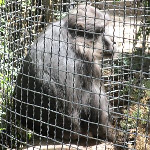 tonkeana macaque africam safari
