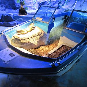 Green Iguana in Boat