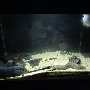 Tiny Wolf Eel Exhibit