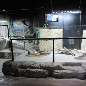 Smooth-Fronted Caiman Exhibit (future home for otters)