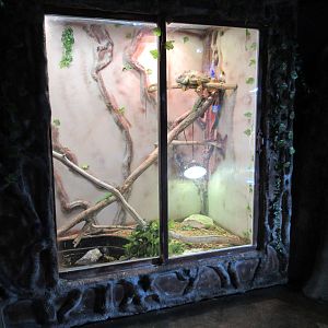 Green Iguana Exhibit