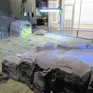 African Spurred Tortoise Exhibit