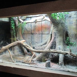 Philippine Sailfin Dragon Exhibit