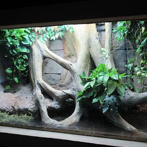Northern Caiman Lizard Exhibit