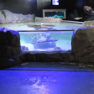 Touch Tank (one of many)