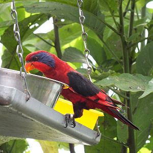 Black-winged Lory