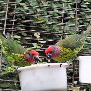 Goldie's Lorikeets