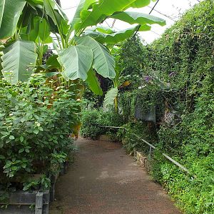 View in the Butterfly Section of the Tropical House