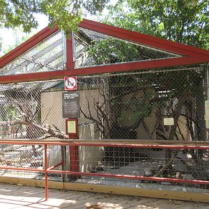 Bobcat + Grey Fox Exhibits