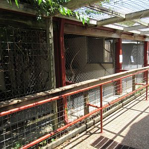 Small Mammal Exhibits (Grey Fox, Prairie Dog + Opossum)