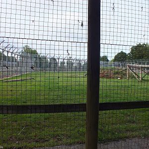 Tiger Enclosure