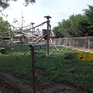 Mixed Enclosure for Northern Raccoon and Coatis