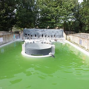 Humboldt Penguin Enclosure