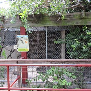 Red Fox Exhibit