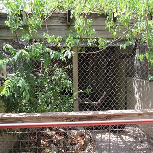 Striped Skunk Exhibit