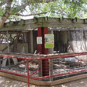 Raccoon Exhibit