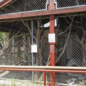 North American Porcupine Exhibit