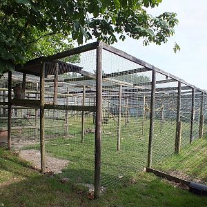 Barbary Macaque Enclosure
