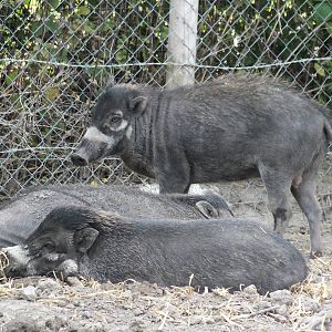 Visayan Warty Pigs