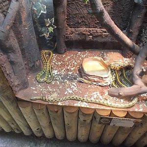 Enclosure for Asian Beauty Snakes