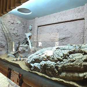 Gila Monster Enclosure