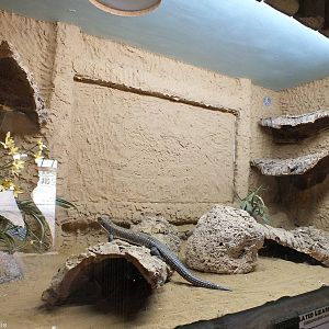 Sudan Plated Lizard Enclosure