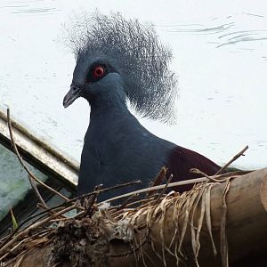 Western Crowned Pigeon in Tropical House