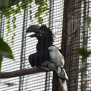 Silvery Cheeked Hornbill