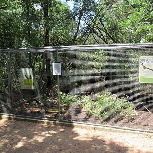 Birds of Prey - Greater Roadrunner/Desert Tortoise Exhibit