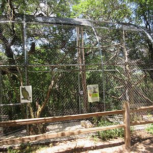 Birds of Prey - Great Horned Owl Exhibit